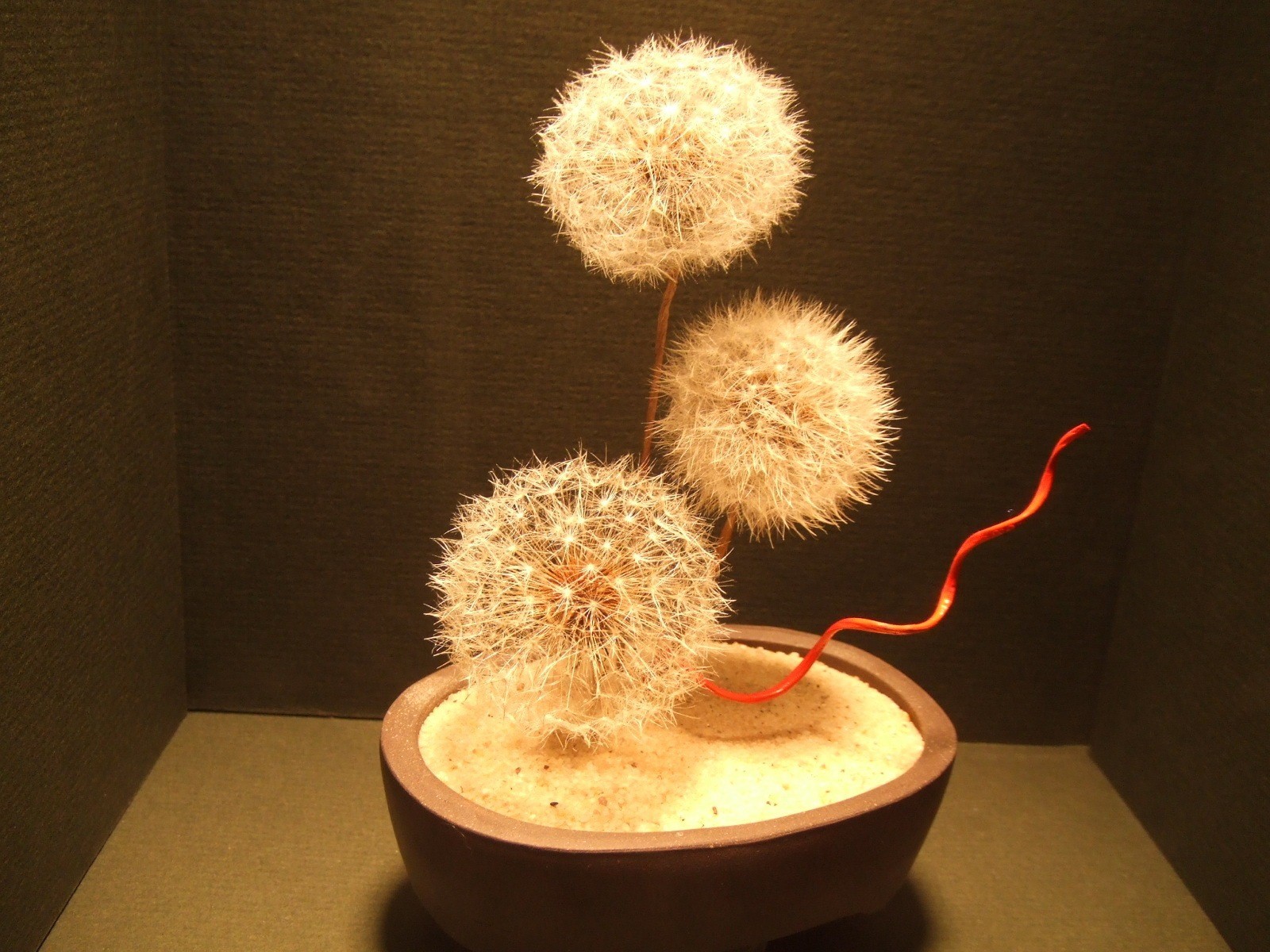 fleur pissenlit sable macro image