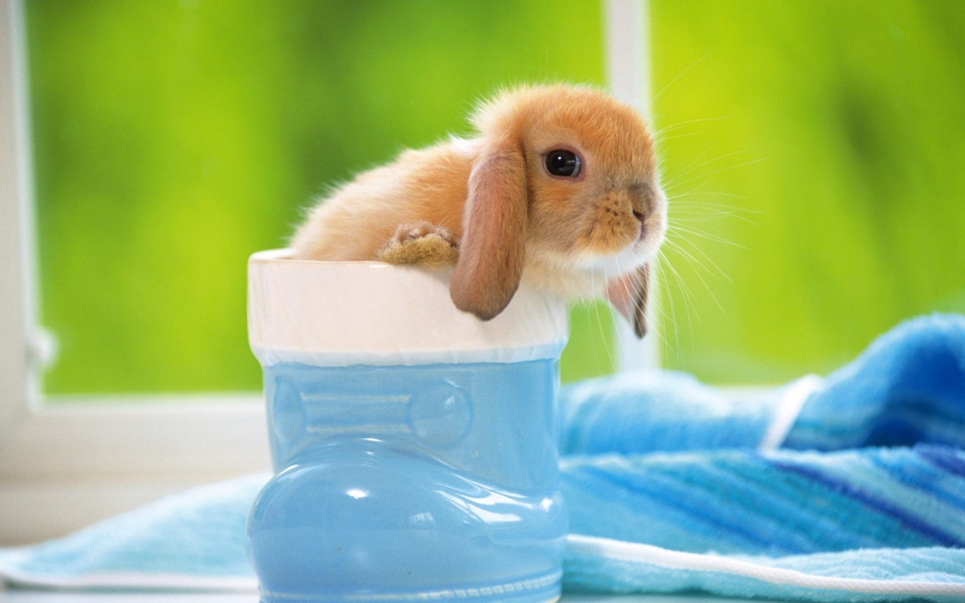 chaussure bleue lapin cutie