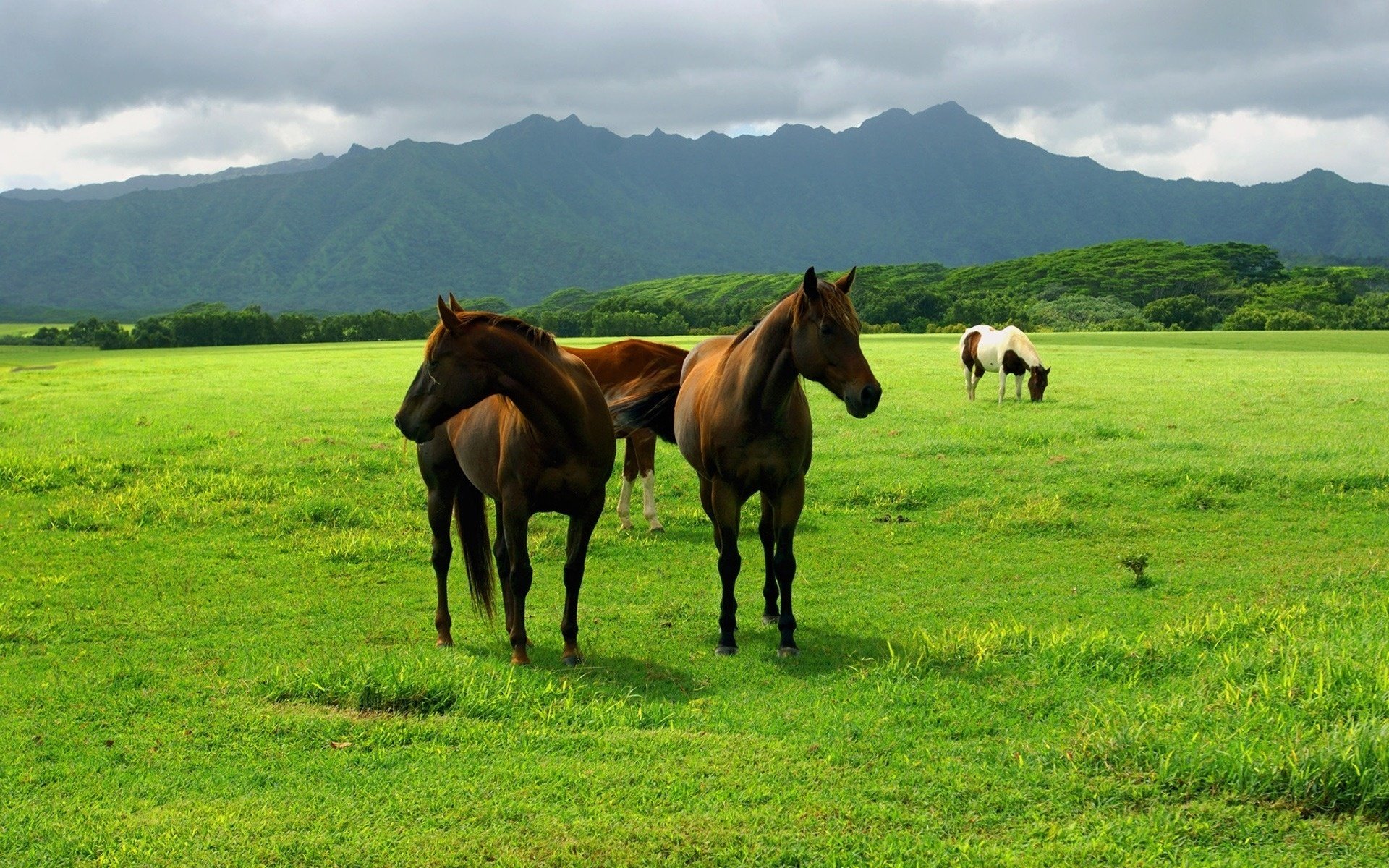 chevaux sombres faune herbe verte ongulés montagnes terre champ forêts ciel nuages photo