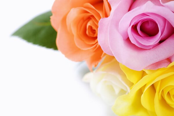 Bouquet de roses multicolores-beau fond d écran