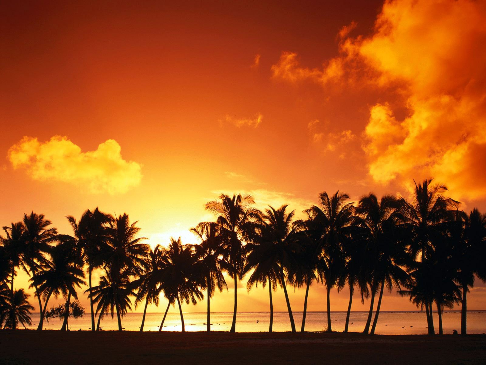 sud palmiers dans une rangée coucher de soleil palmiers soleil ciel nuages été plage mer ciel orange
