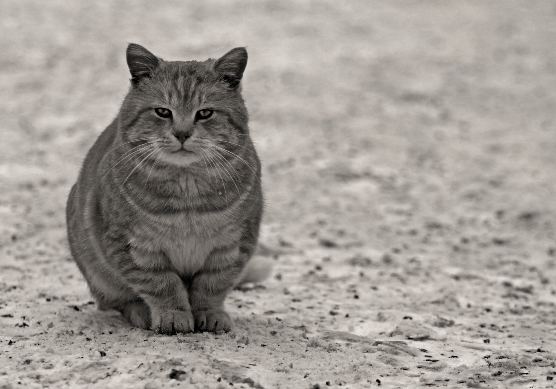 chat vue pattes animaux félin gris asphalte laine moustache