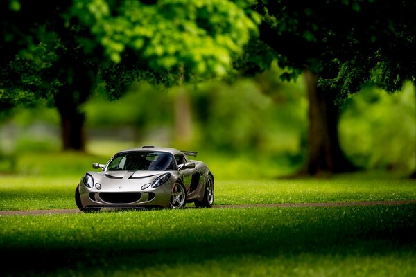 Voiture jouet dans la vraie forêt