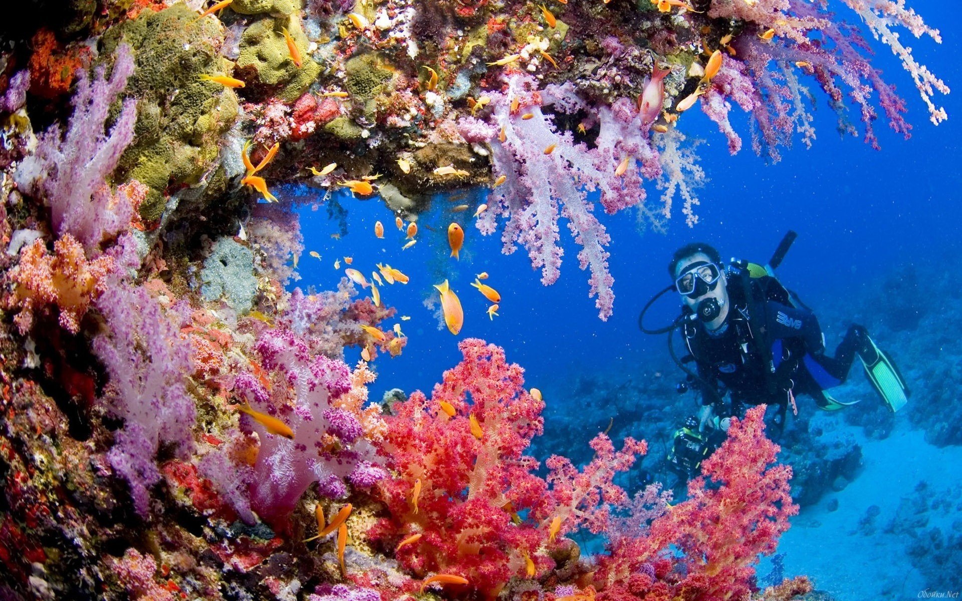 récif sous-marin mer plongeur eau algues poissons monde aquatique