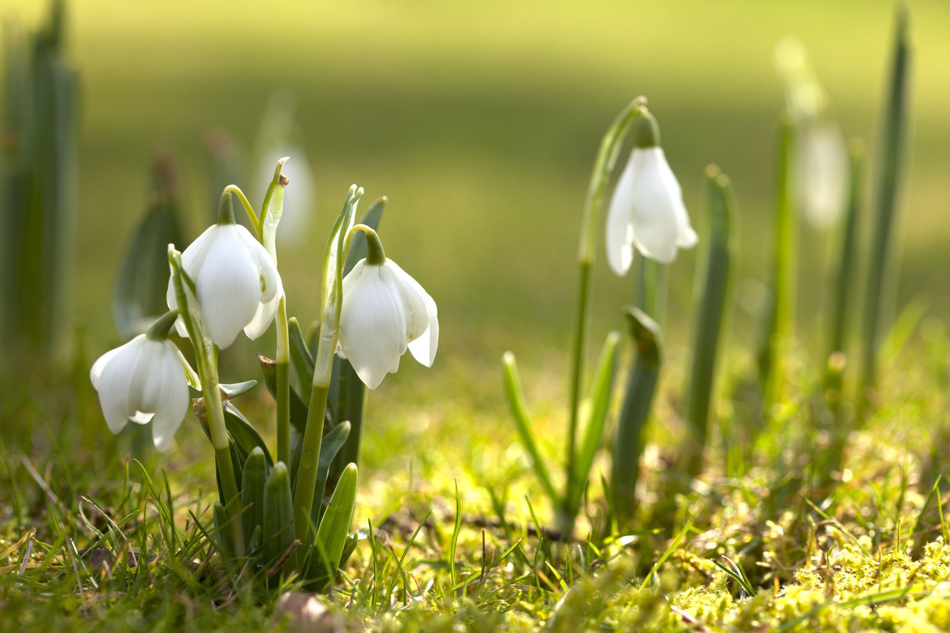 perce-neige fleurs primevère nature printemps floraison verdure printemps