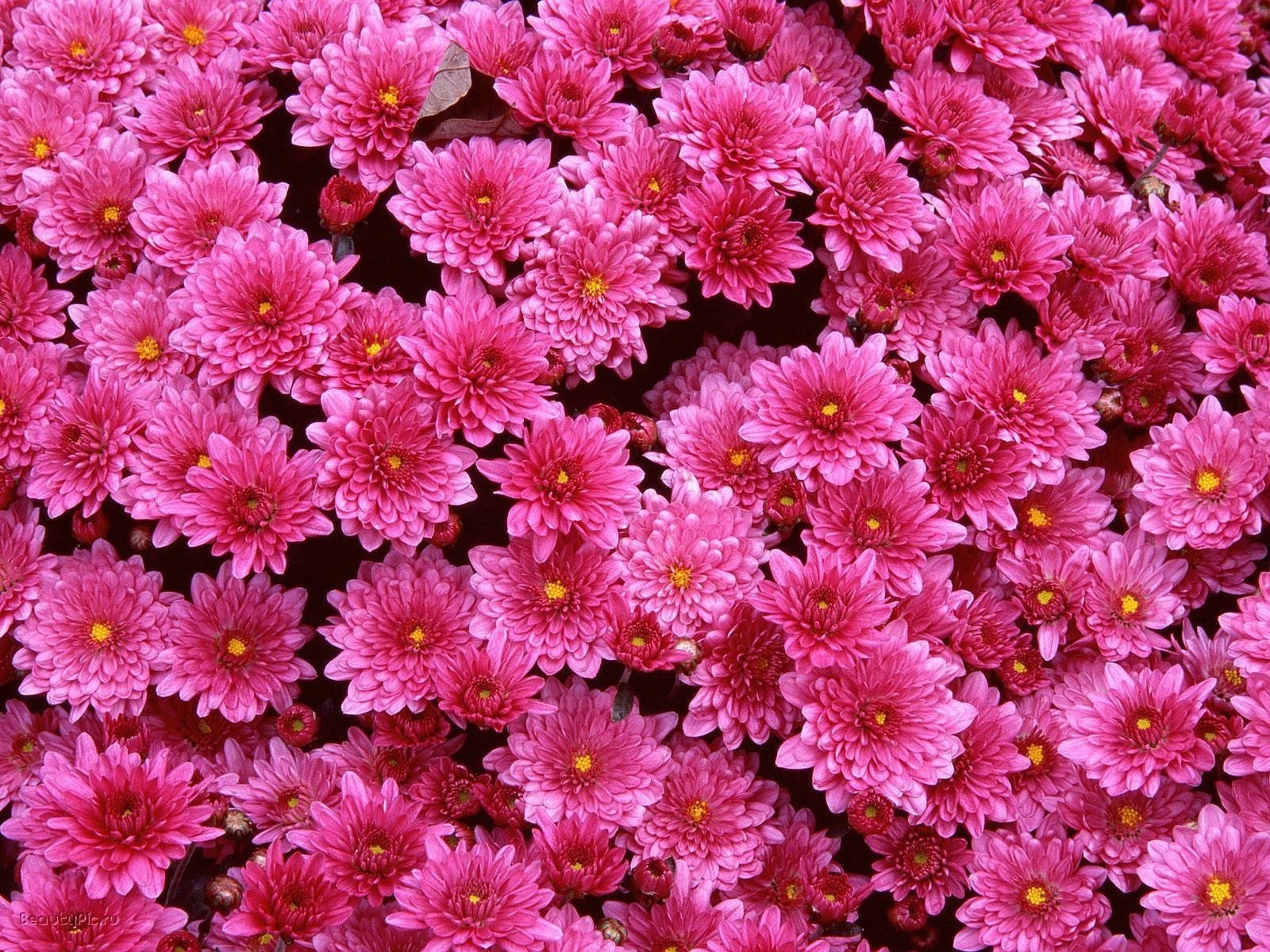 fleurs clairière chrysanthèmes rose
