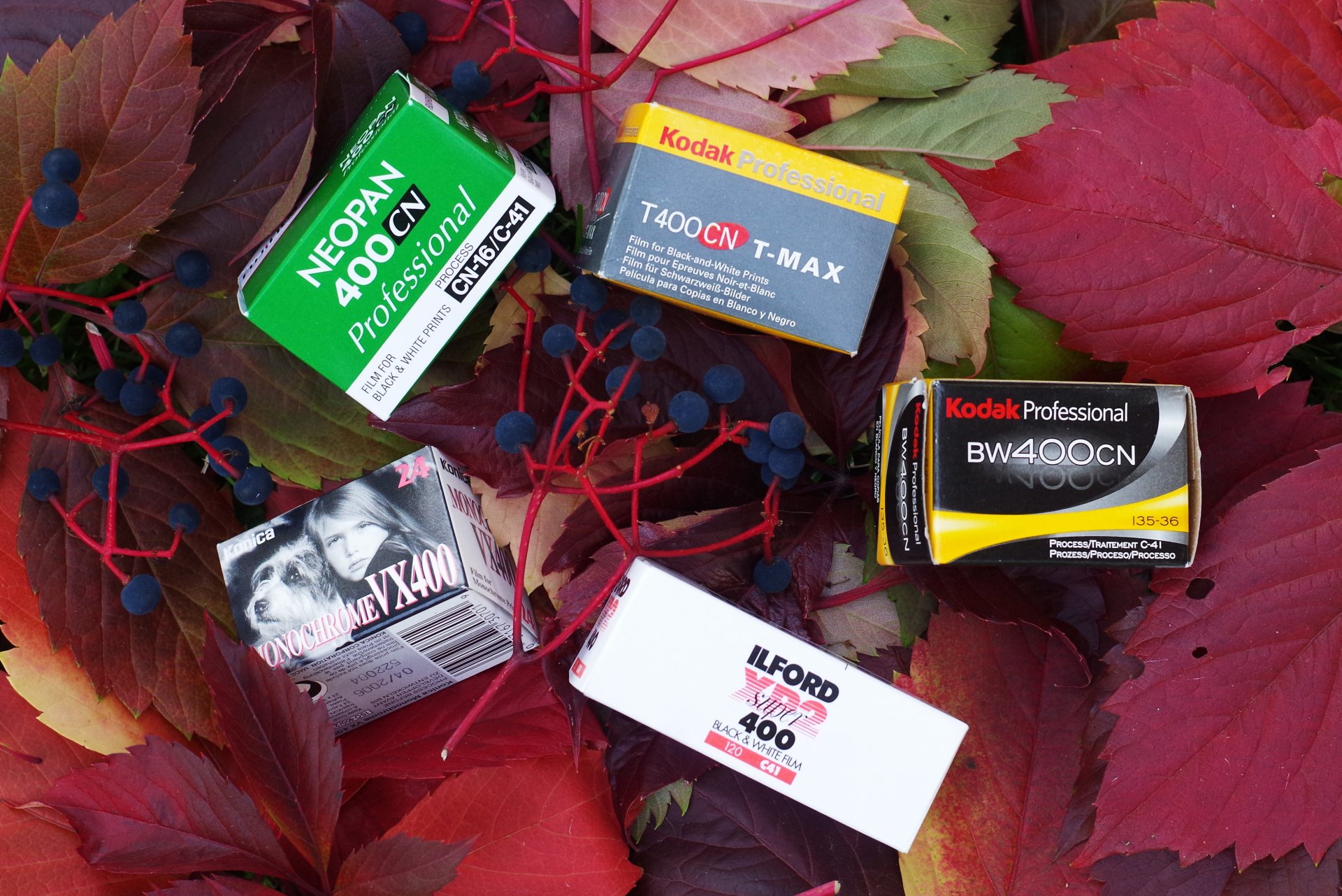 films photographiques feuilles baies