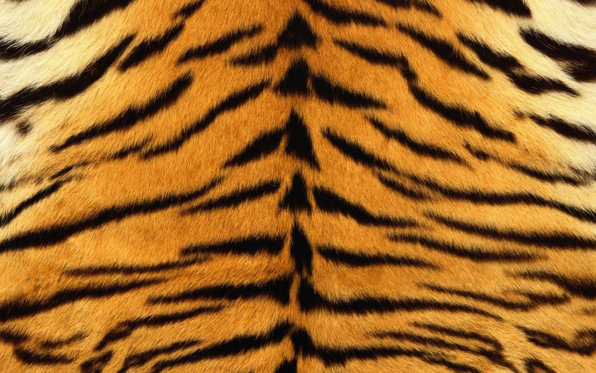 fourrure de tigre dos rayures
