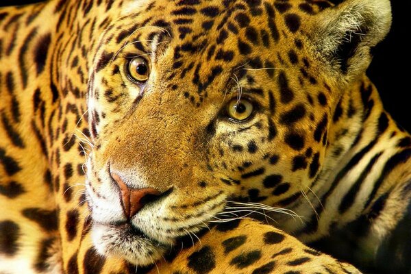 Le look intelligent du Jaguar tacheté