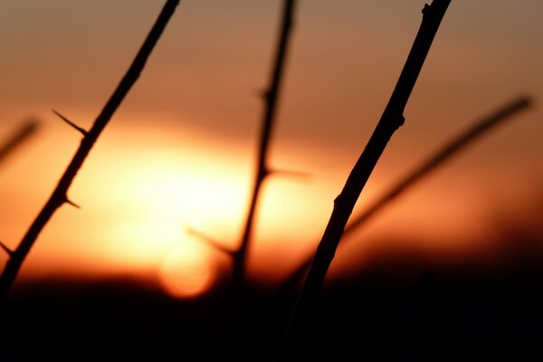 Branches épineuses au coucher du soleil