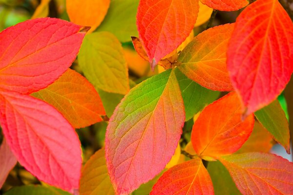 Feuilles rouges et jaunes d automne