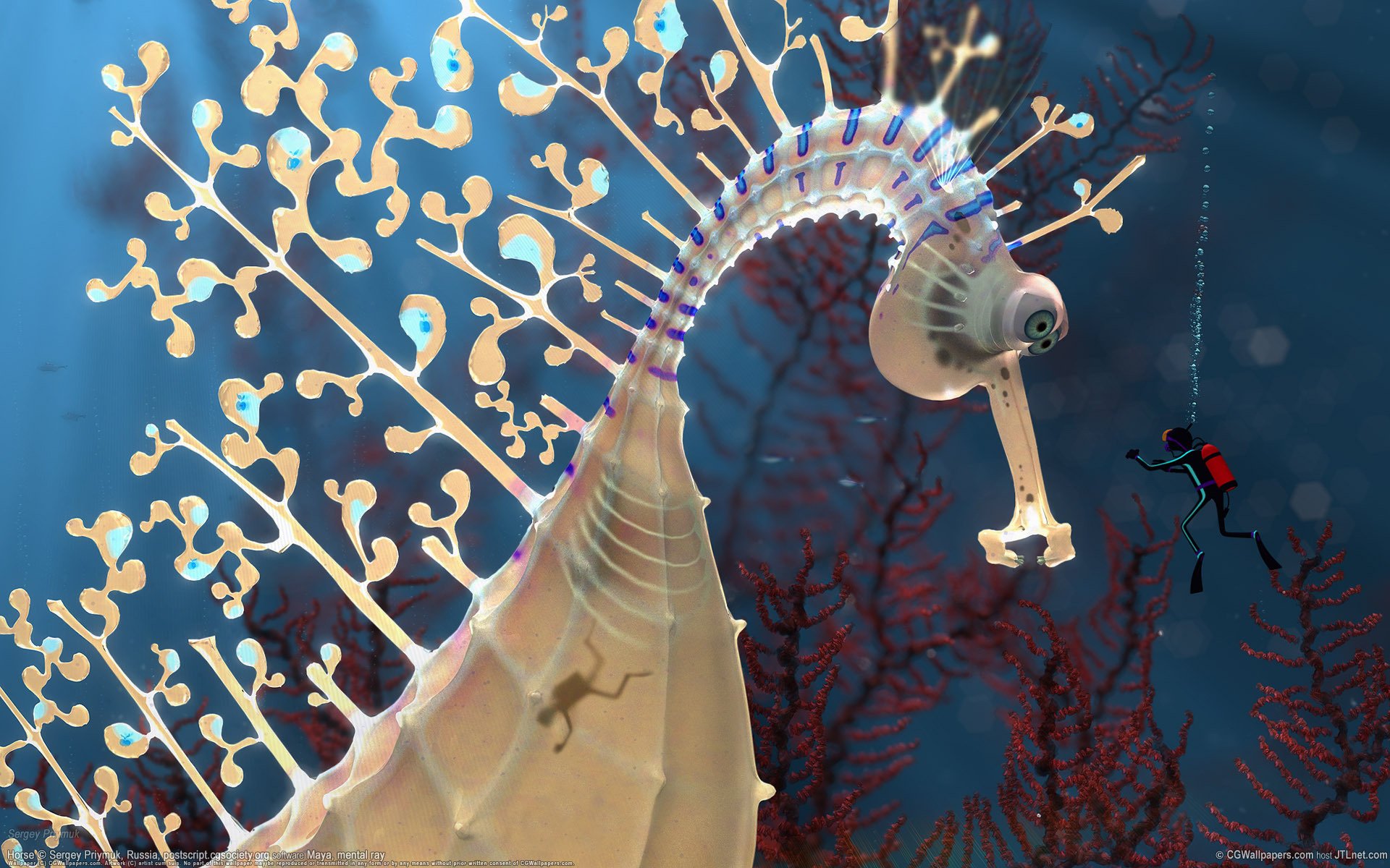 hippocampe profondeur plongeur sauvagine monde sous-marin