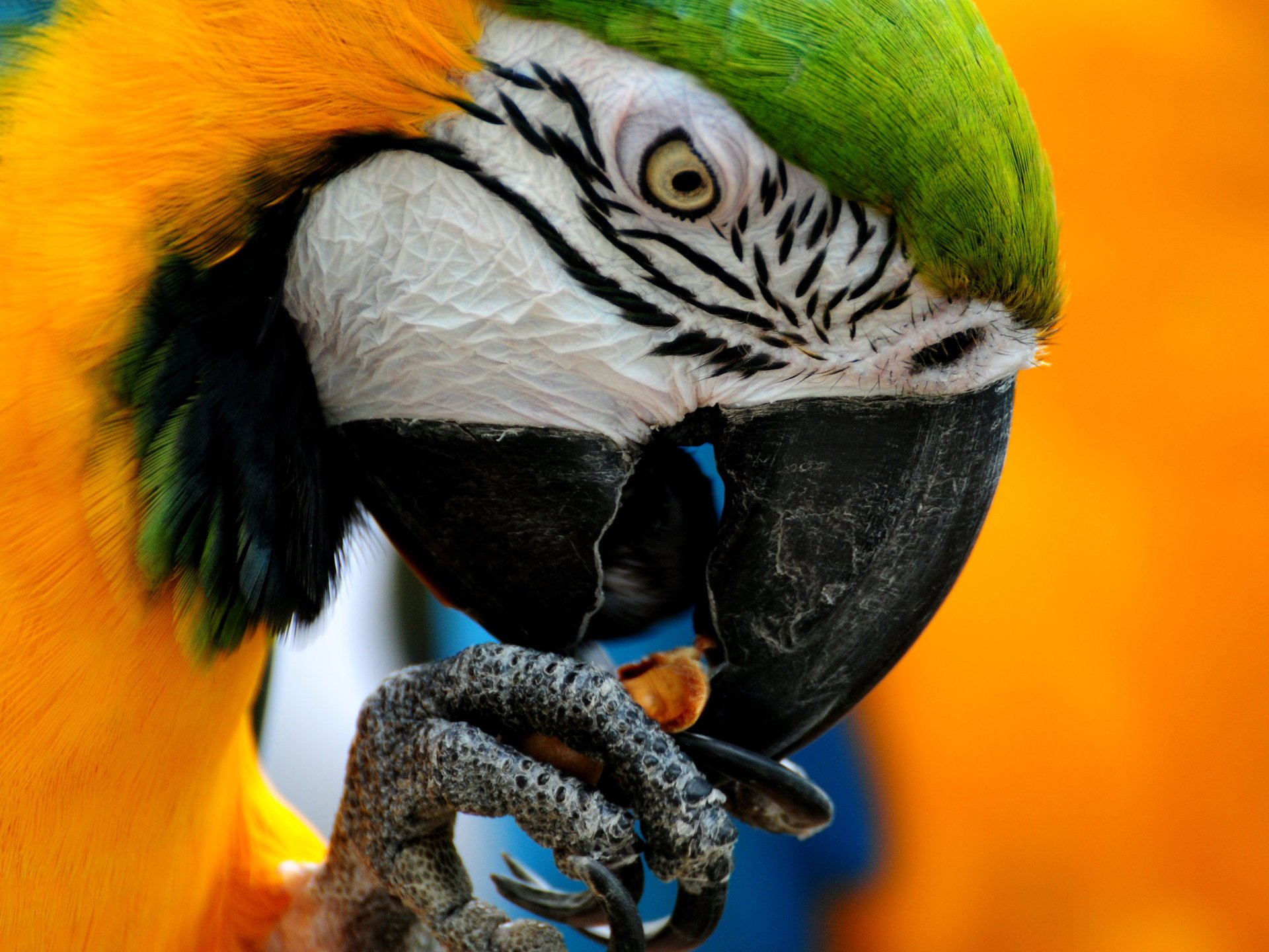 ppopugay oiseau couleurs