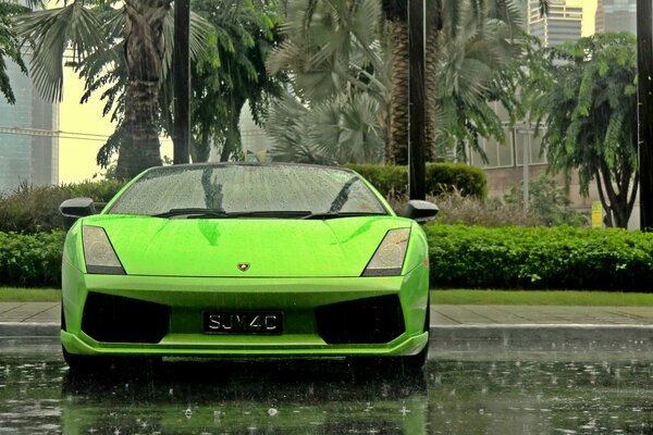 Voiture verte Lamborghini Gallardo sur fond de palmiers verts