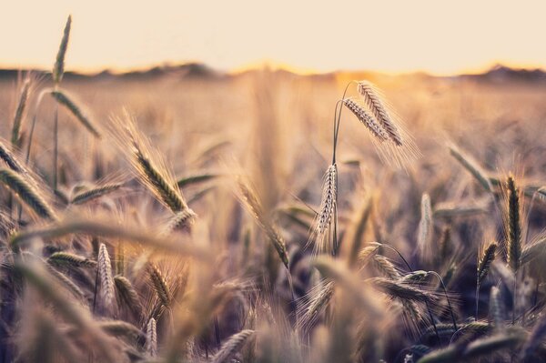 Photo sur fond d écran-épillets enveloppés dans le coucher du soleil