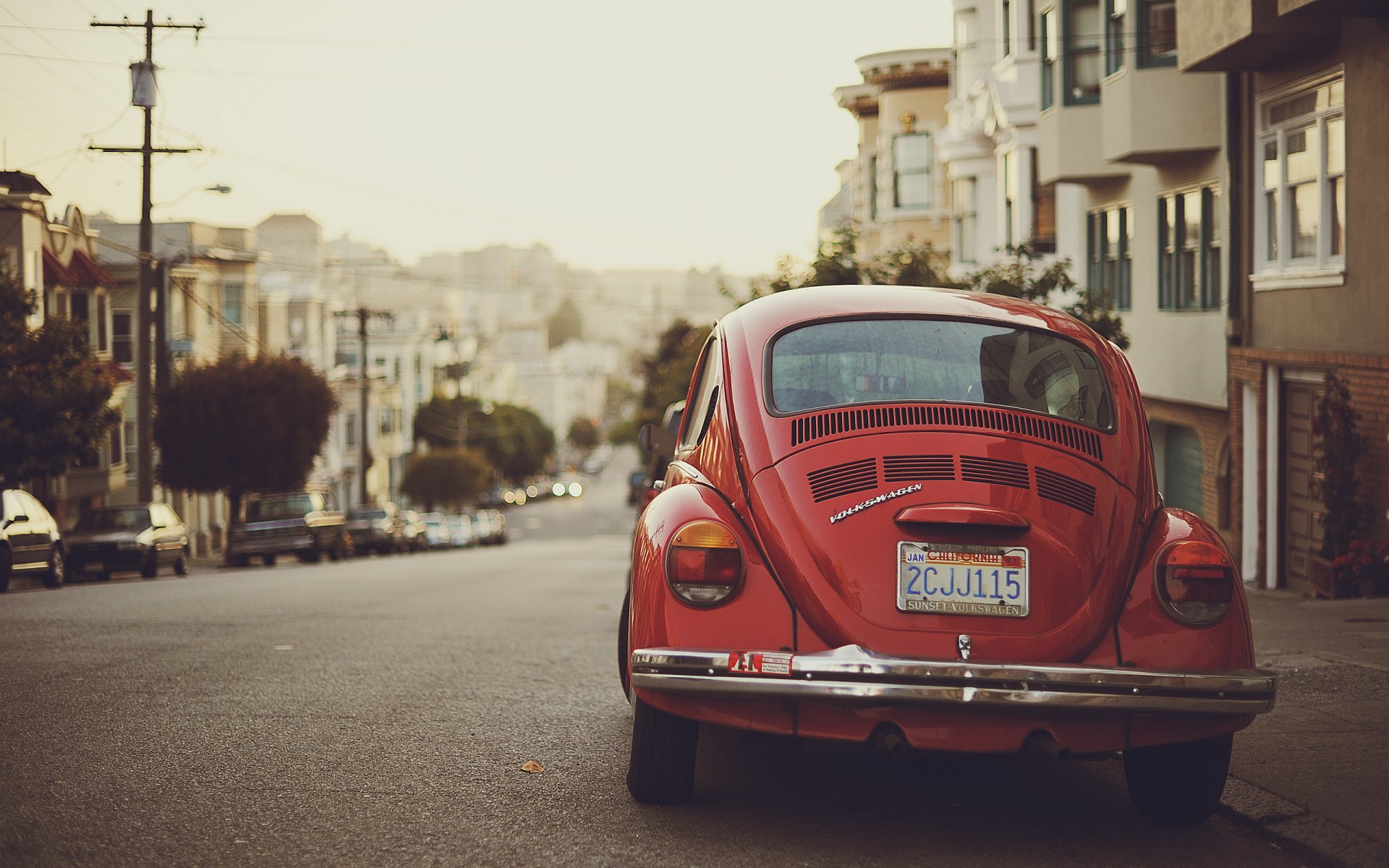 beetle californie