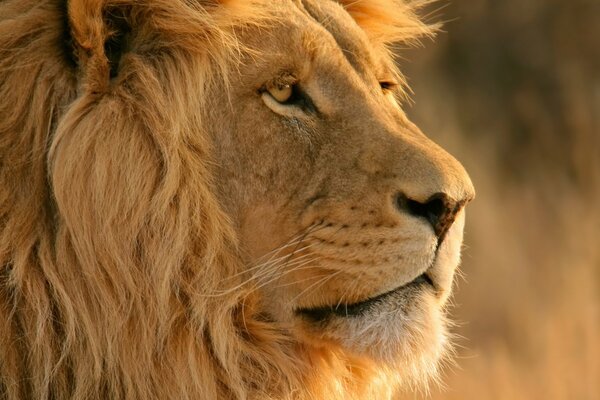 Regard sérieux d un Lion dans le désert