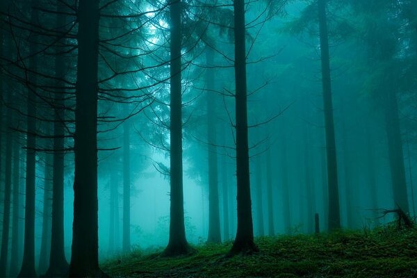 Brume dans la forêt de pins. Nature beauté