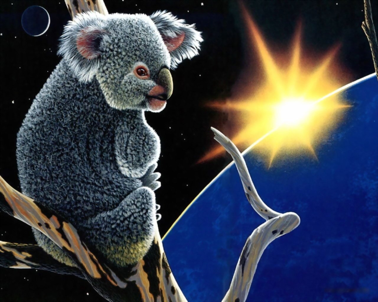 animaux koala planètes