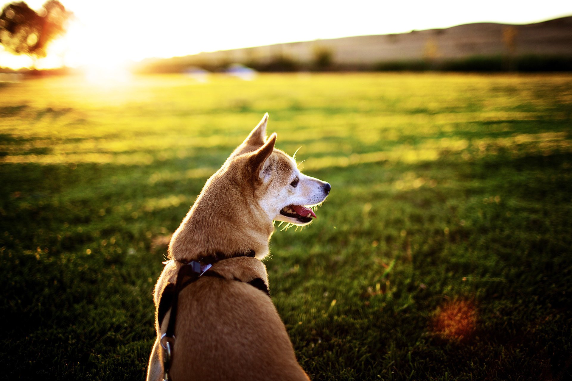 champ museau langue chien soleil coucher de soleil rayons