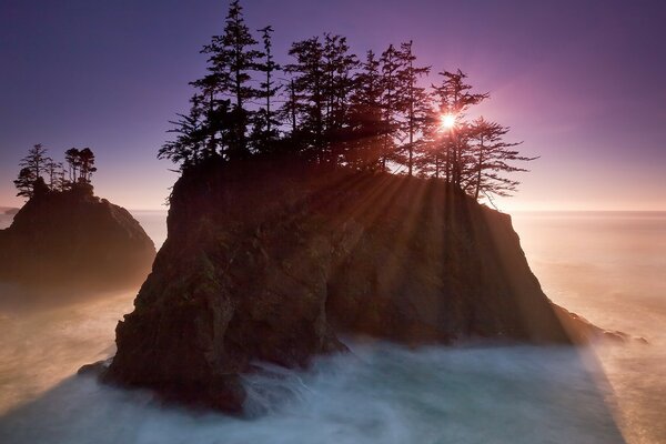 Arbres sur le rocher soleil brouillard