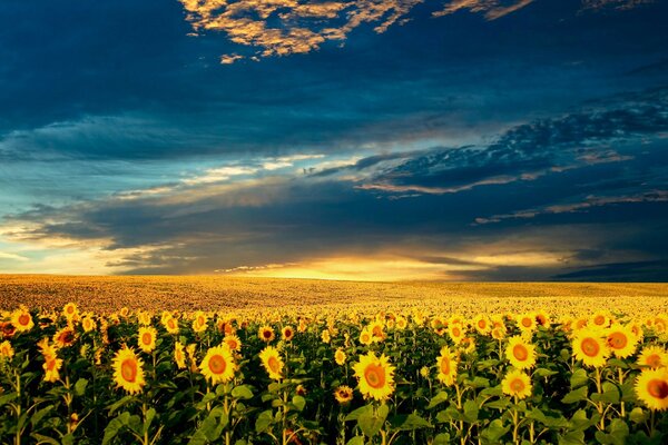 Beaux tournesols, beau nuage