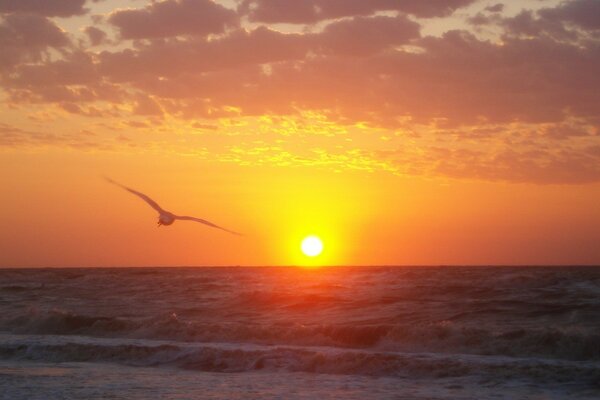Mouette au coucher du soleil