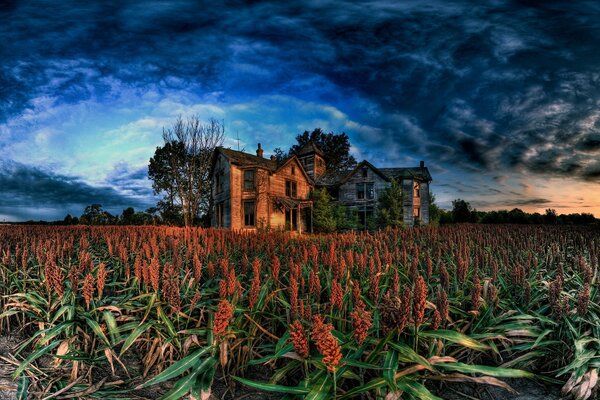 Vieille maison dans le champ de colostrum