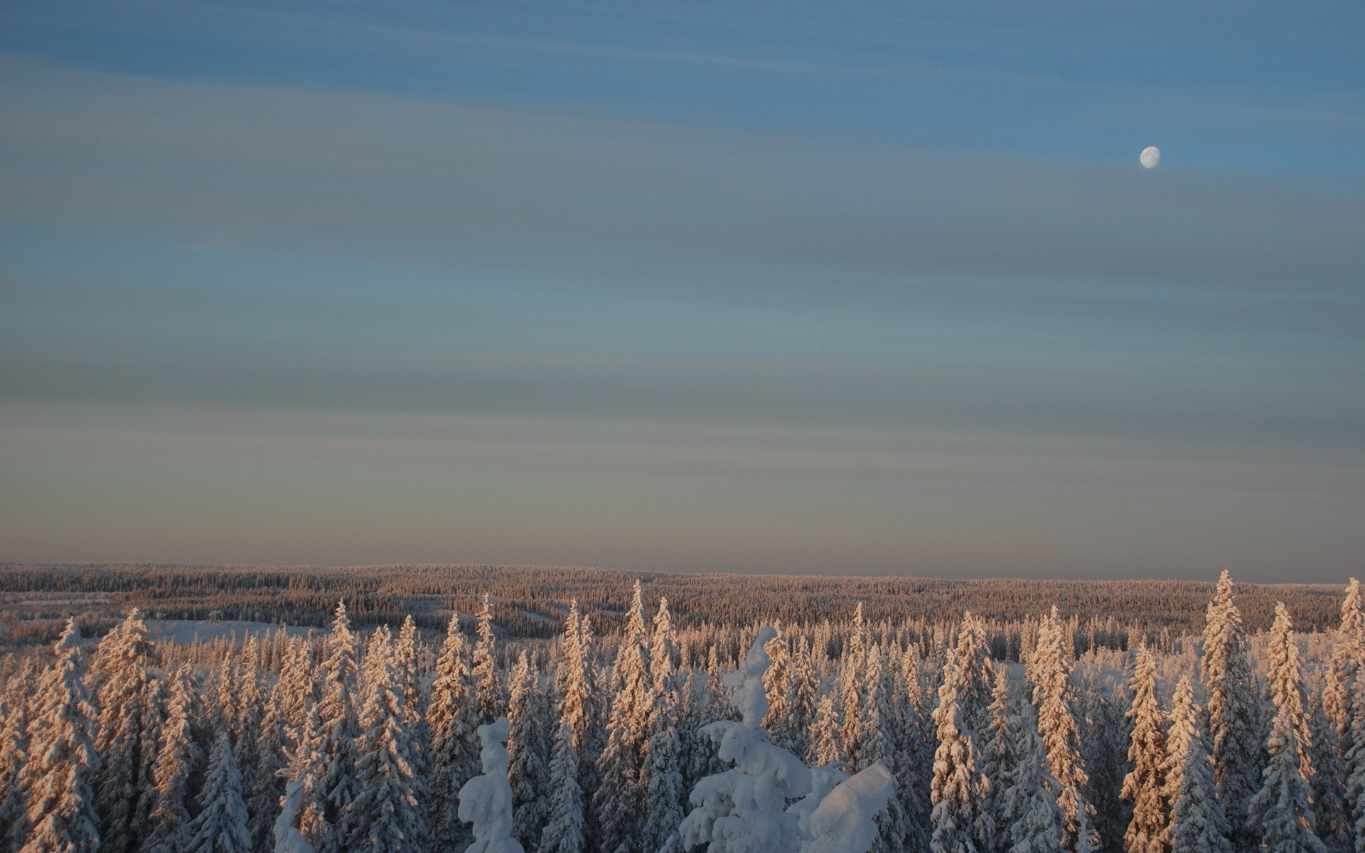 forêt hiver lune neige ciel