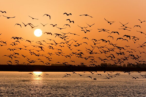 Mouettes au coucher du soleil, beaucoup de mouettes, Volga au coucher du soleil