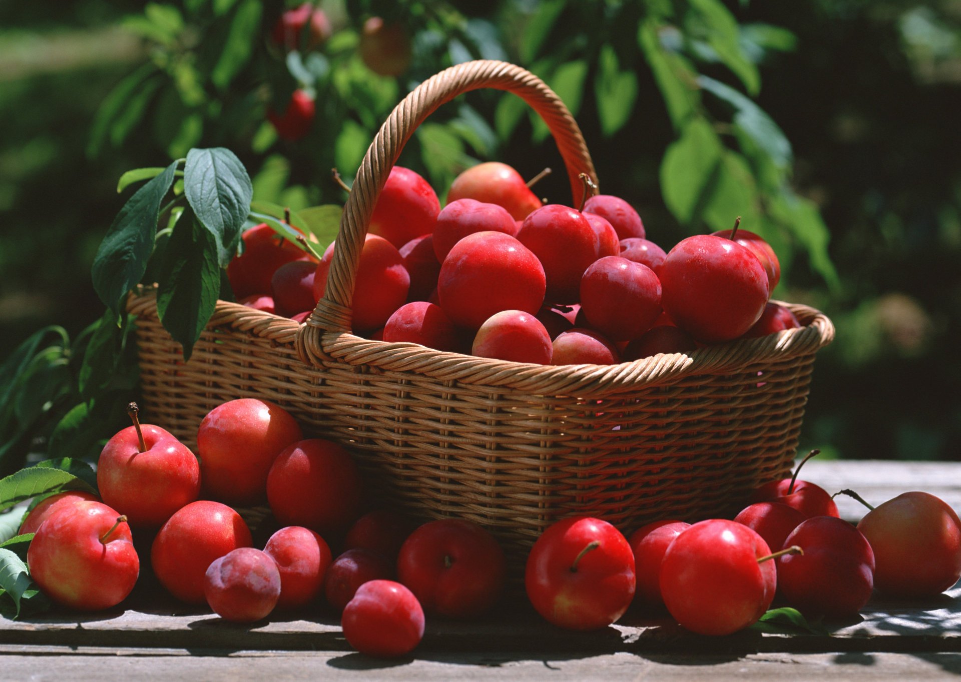 prune feuilles panier rouge