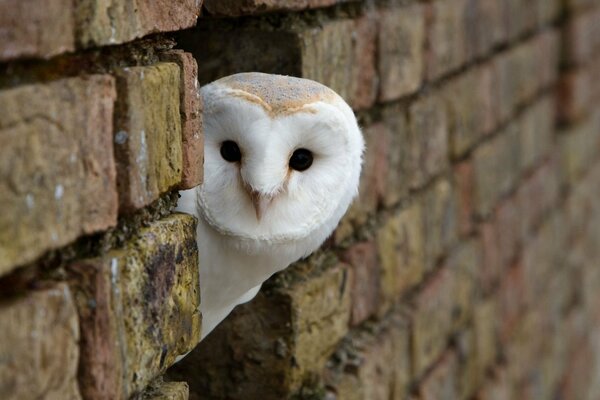 Tête de hibou dans un mur de briques