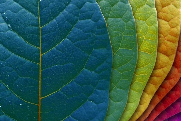 Gros plan des feuilles de couleur arc-en-ciel