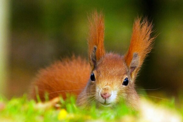 Écureuil roux sur l herbe