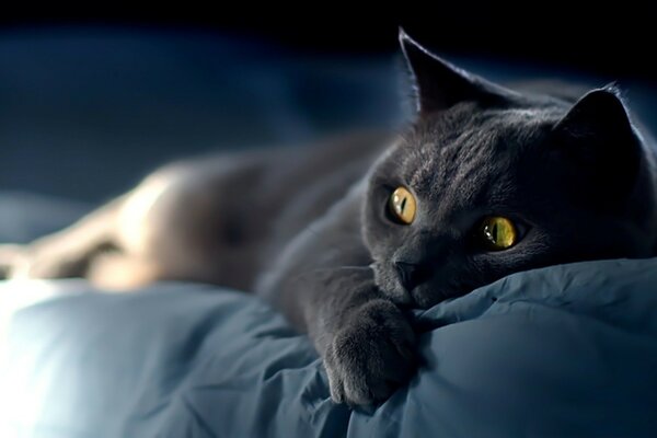 Un chat de couleur fumée se trouve sur le lit