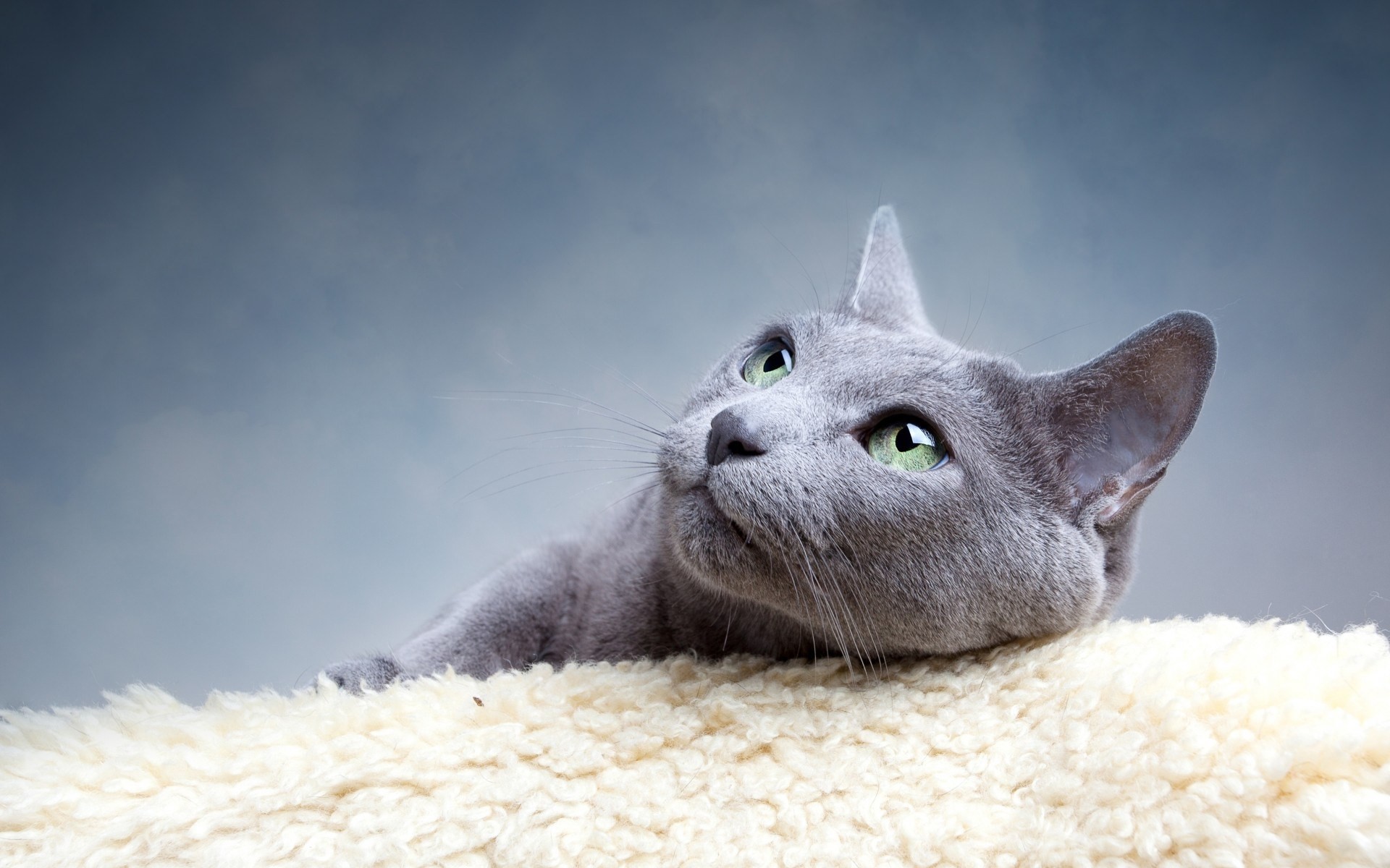 race yeux verts chats vue