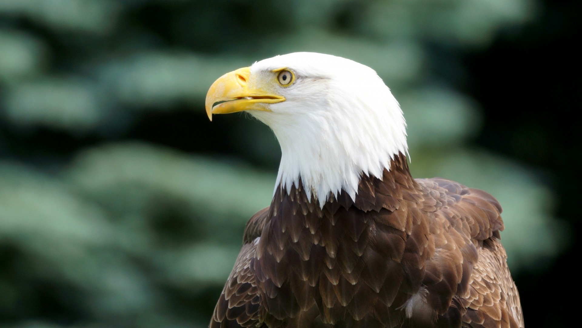 oiseaux vue profil