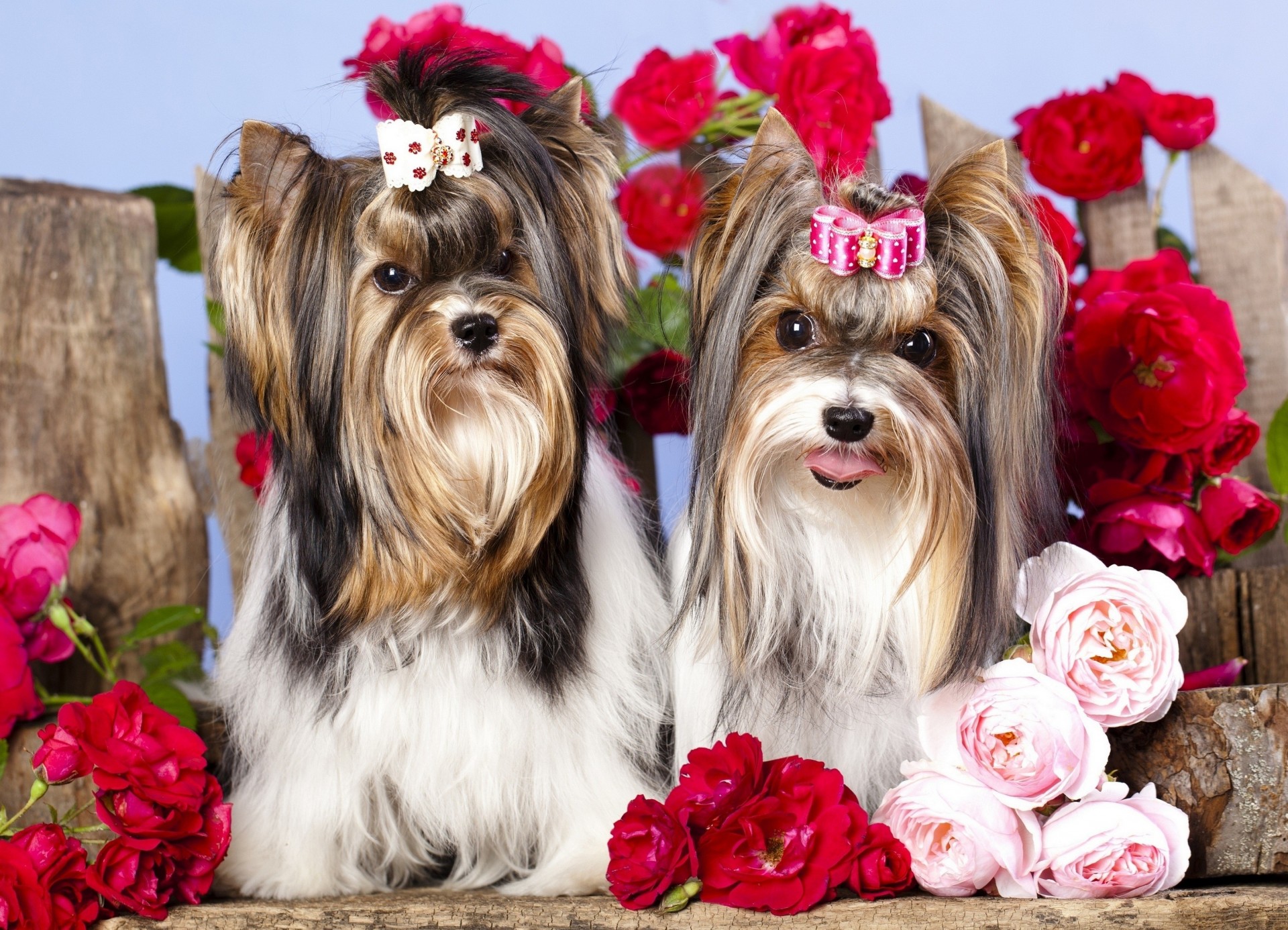 positif roses fleurs photo chien gros plan