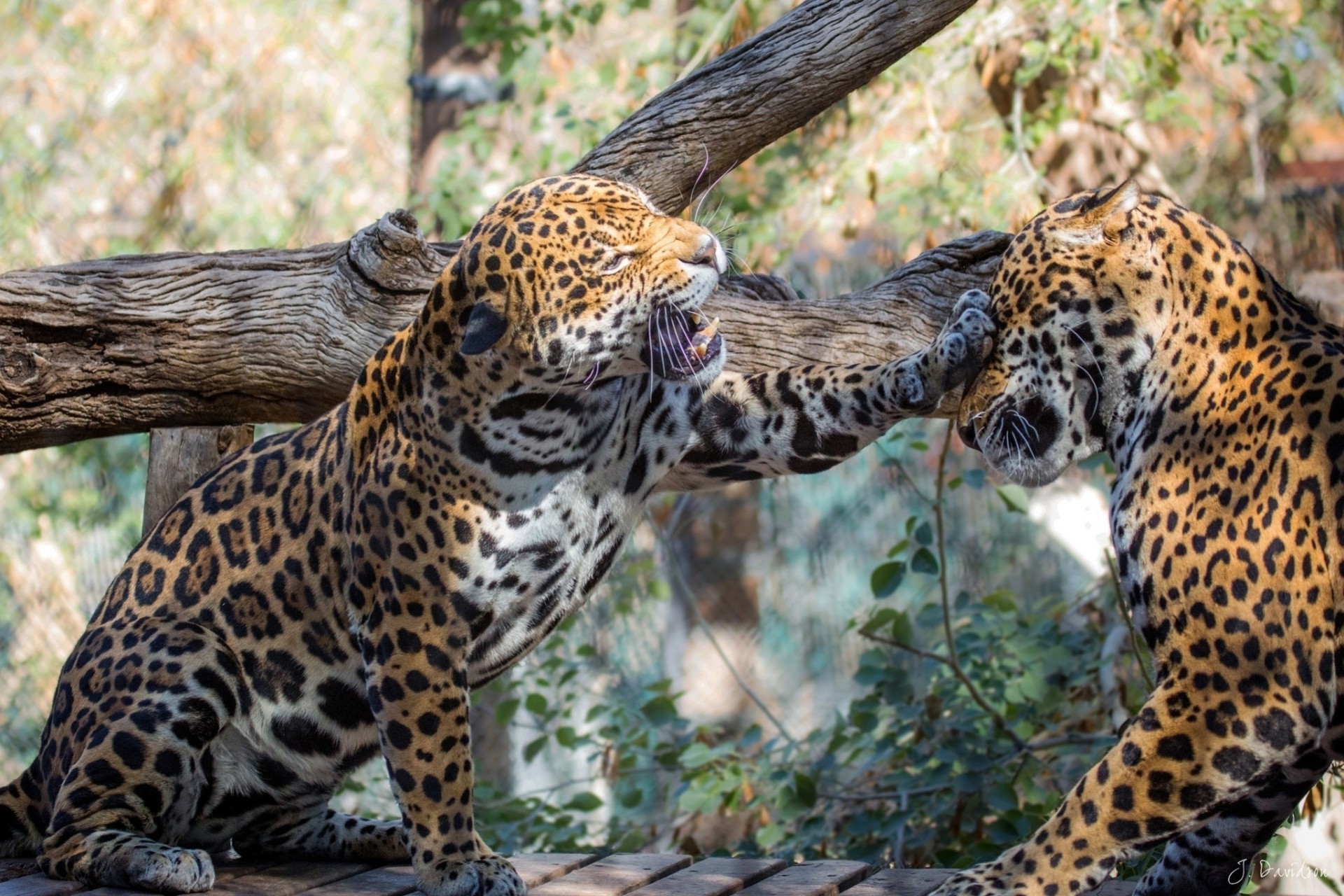 chats sauvages jaguars jeu couple combat