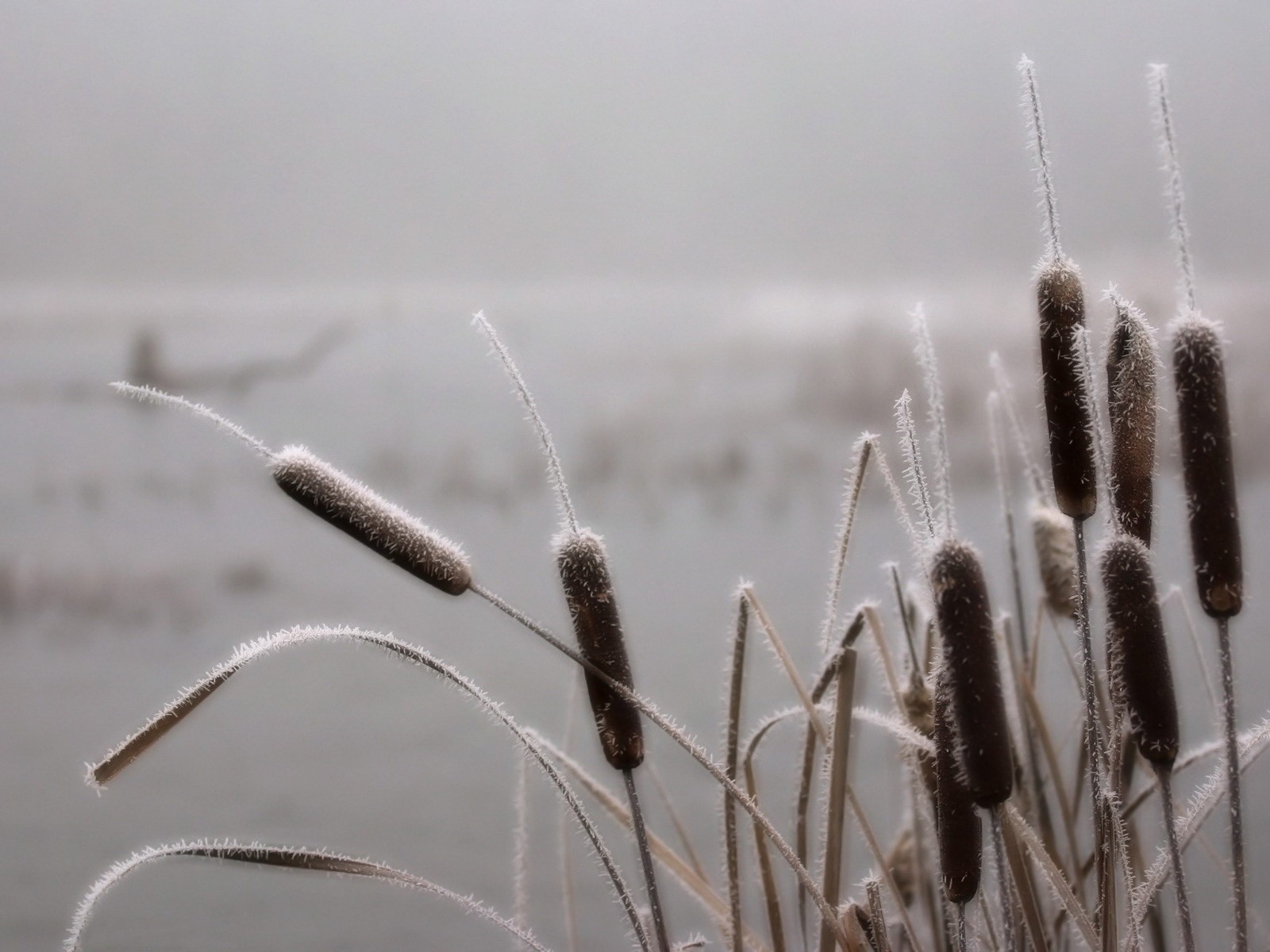 herbe givre marais brouillard