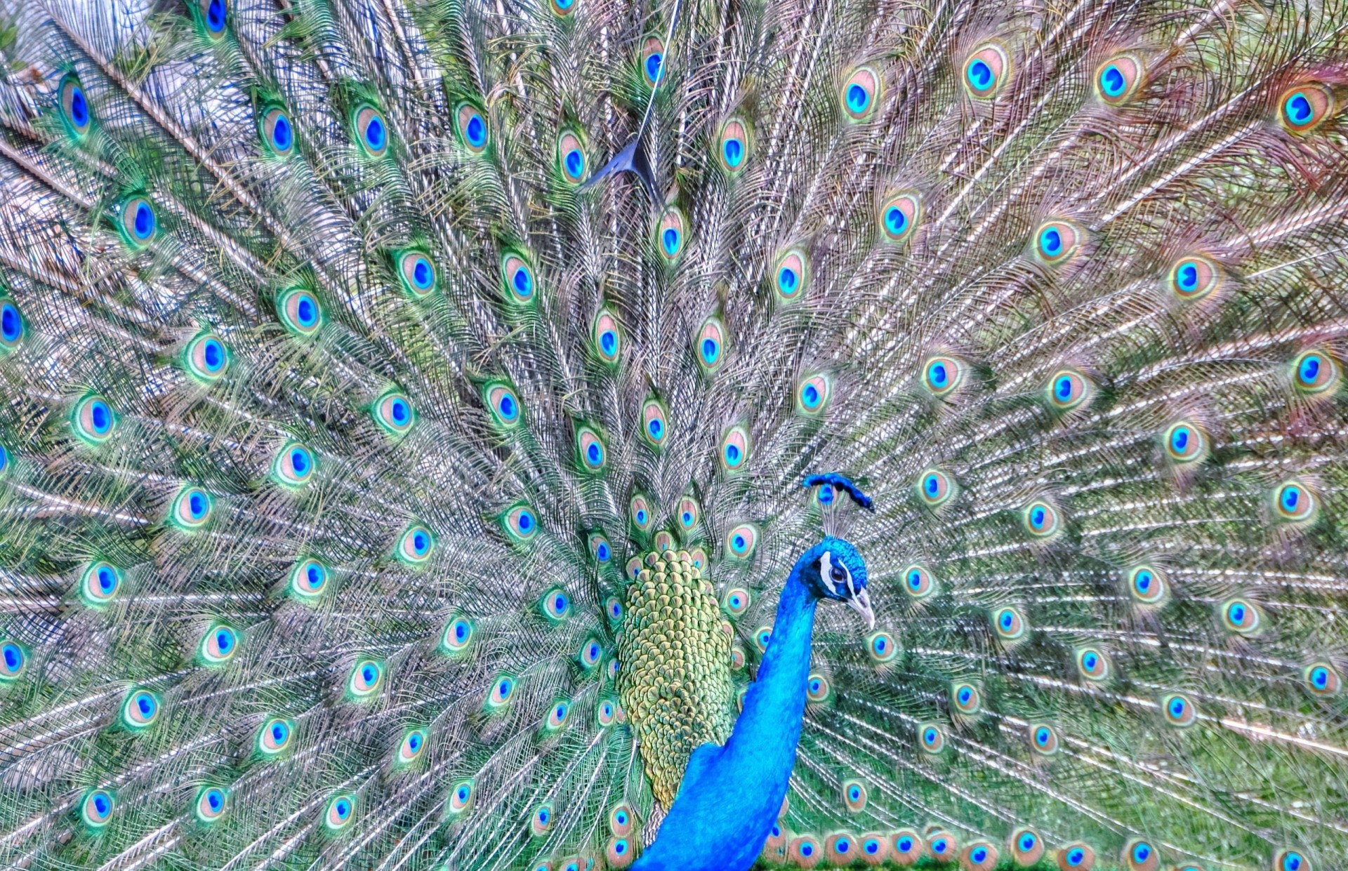 plumes paon queue
