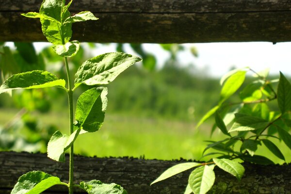 Plantes avec des feuilles près de la clôture