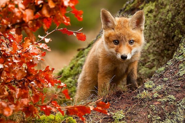 Mignon renard parmi la forêt d automne