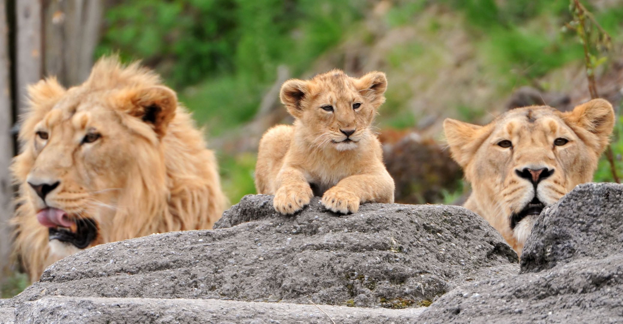 famille lions cub dents prédateurs
