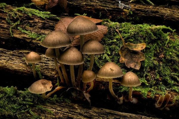 Petits champignons qui poussent sur l arbre