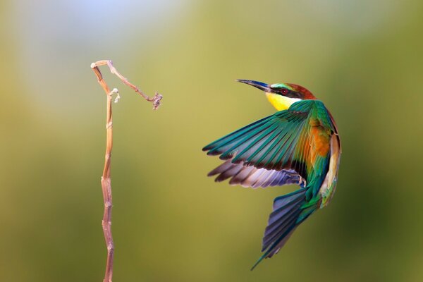 Oiseau de couleur vive en vol