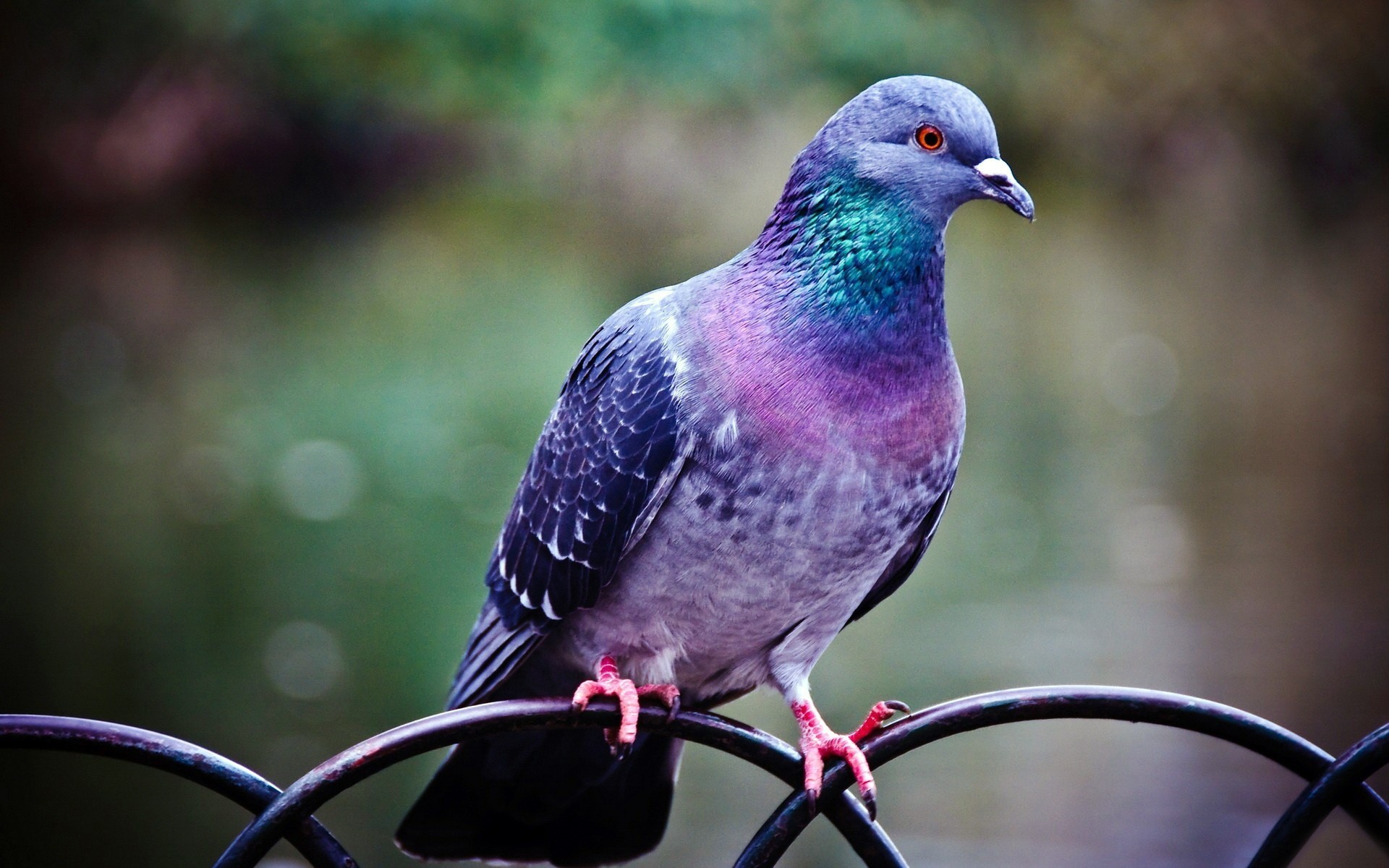 pigeon clôture oiseaux plumes peinture couleurs