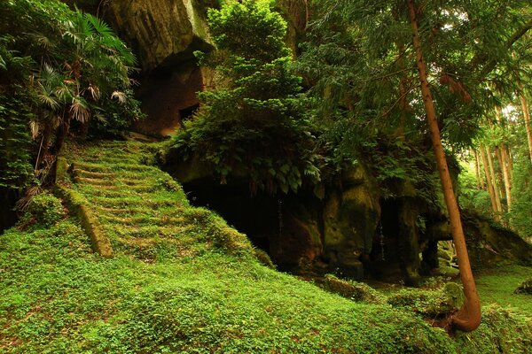 Maison au pied d un arbre dans la forêt