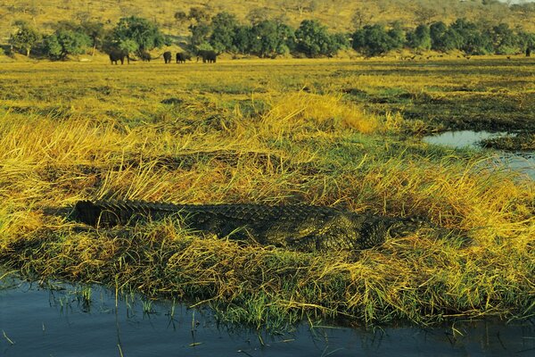 Un crocodile déguisé dans l herbe