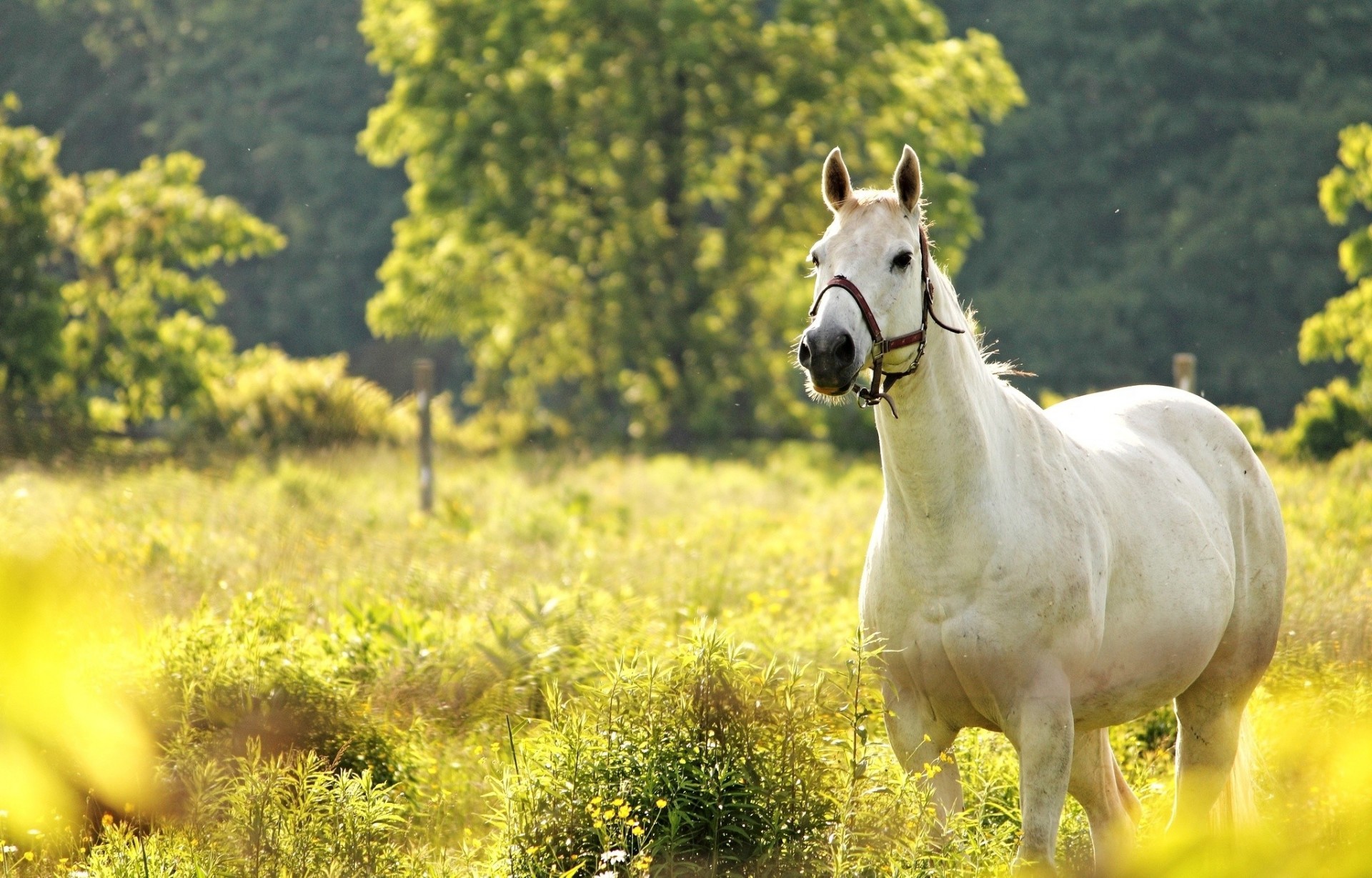 cheval prairie